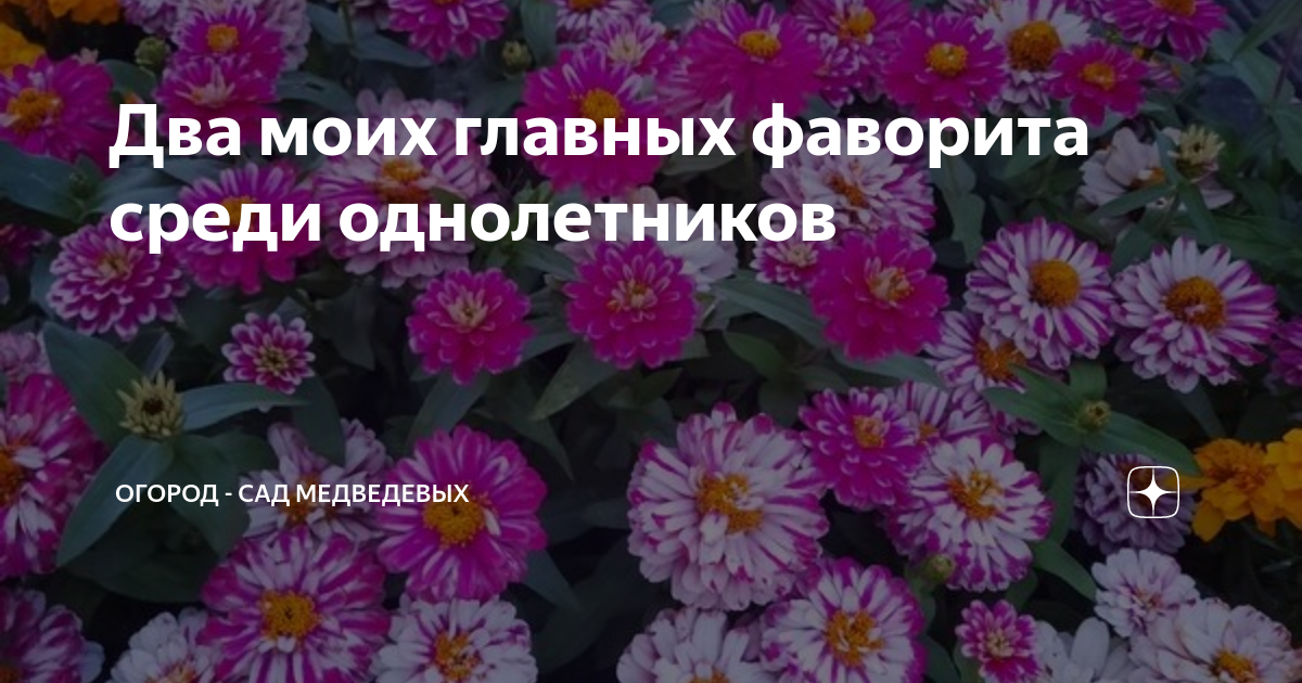 Два моих главных фаворита среди однолетников | Огород - сад Медведевых ...