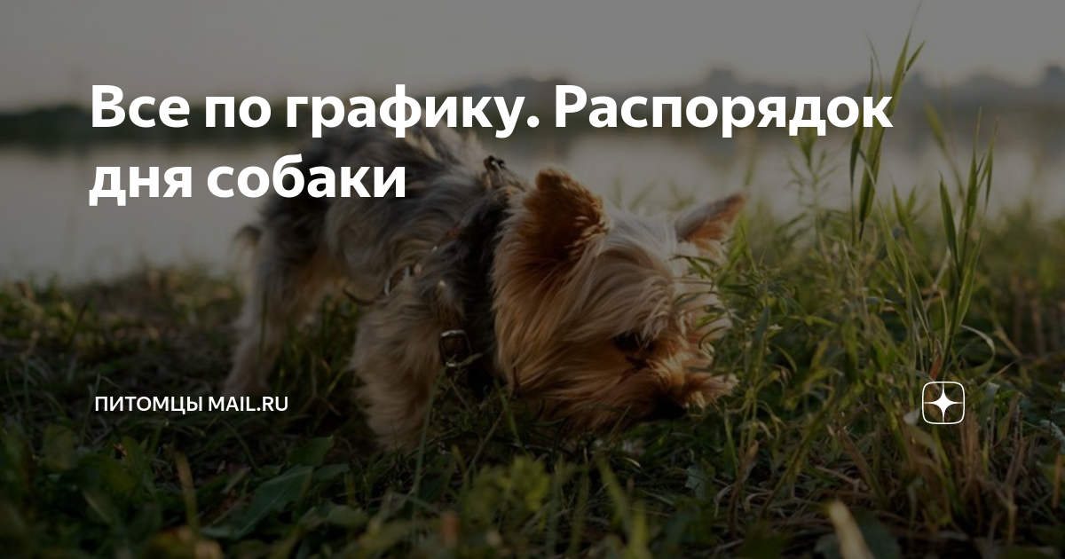 Все по графику. Распорядок дня собаки | Питомцы Mail.ru | Дзен