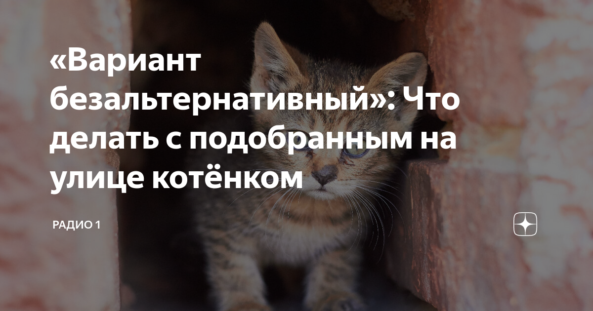 Котенок на улице что делать. Котики для обработки. Разновидность от имени котенок. Котик и радио. Котенок вас.