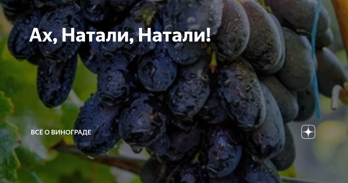 Как вызревал виноград в сезоне 2022 года? Всё о винограде Дзен