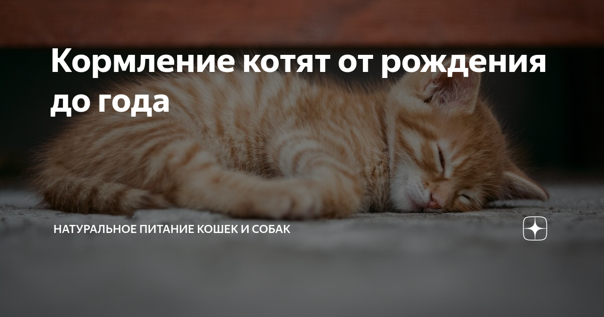 Кормление котят от рождения до года | Натуральное питание кошек и собак ...