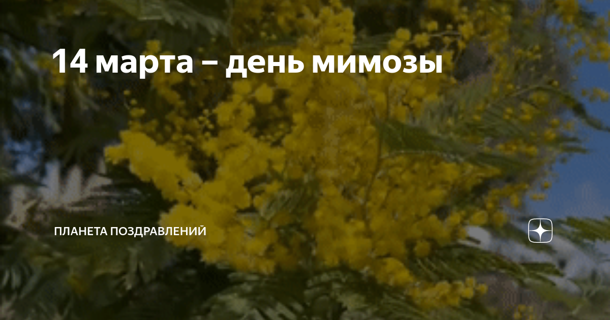 С днем мимозы 14.