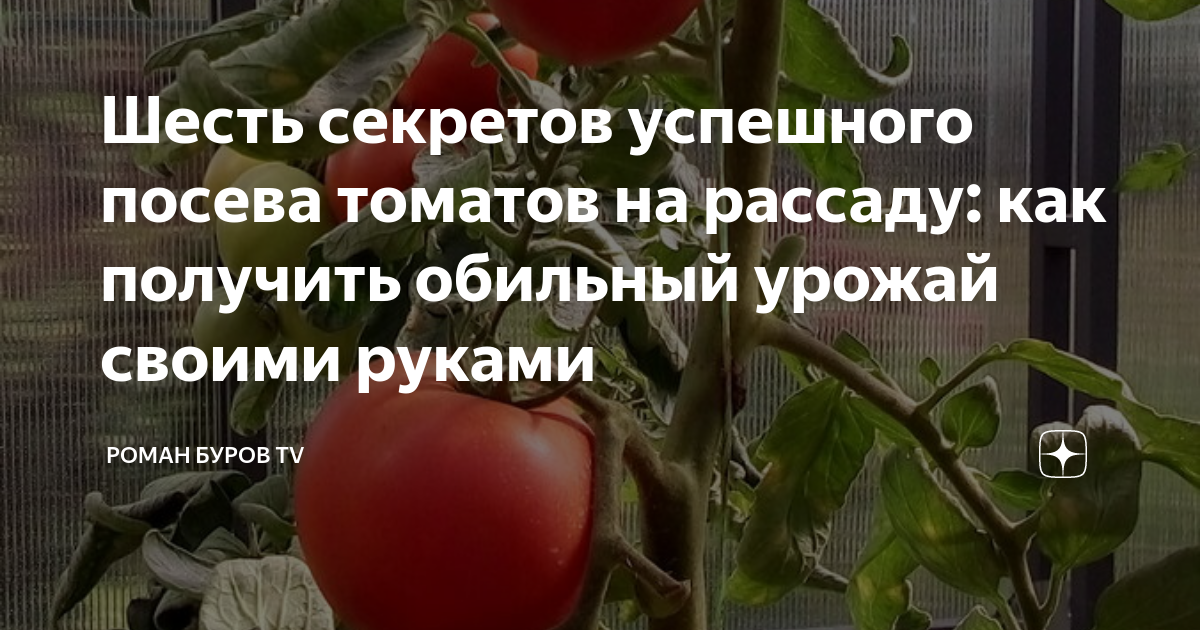 Шесть секретов успешного посева томатов на рассаду: как получить ...