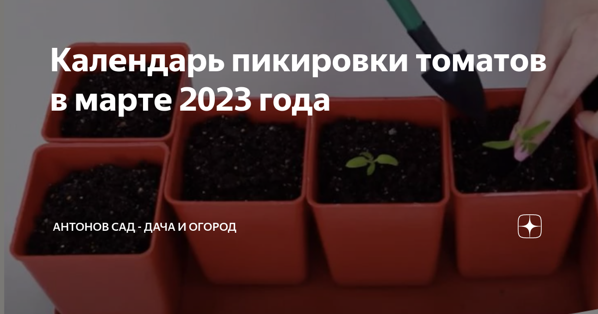 Дни посадки томатов в марте. Пикировка. Рассада. Пикировка томатов. Посев томатов на рассаду в марте.