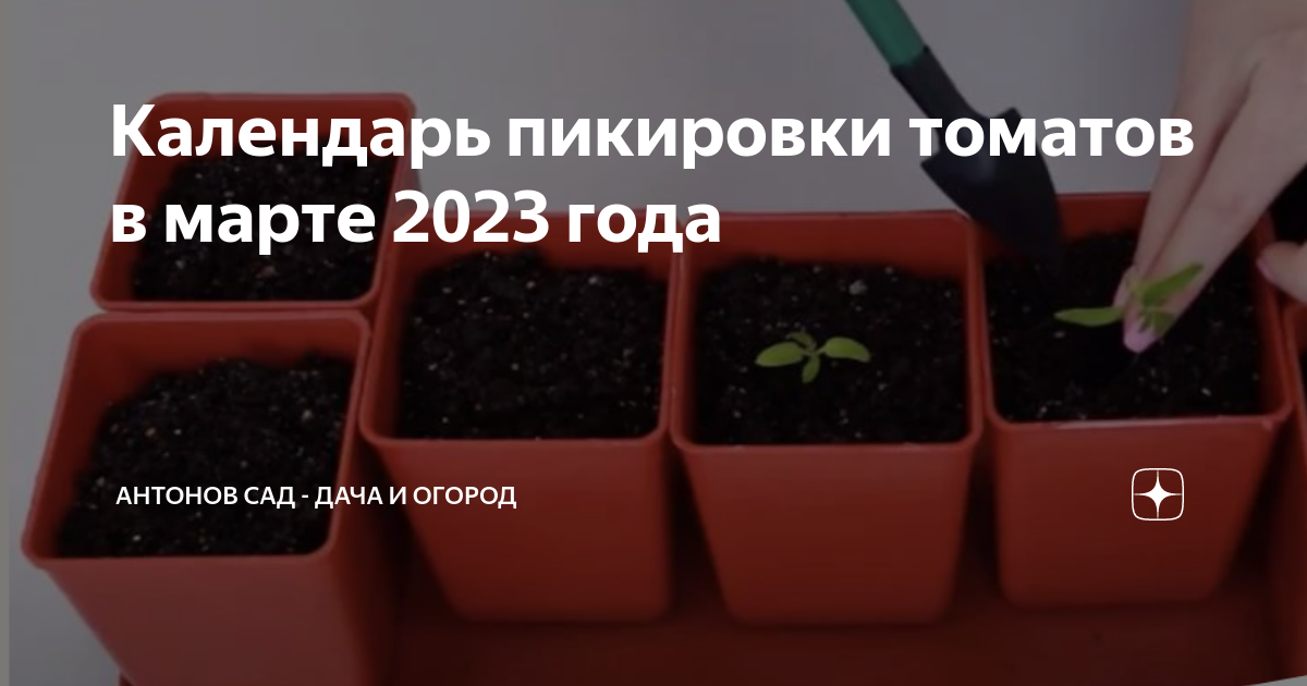 Пикировка перца в марте 2023. Пикировка помидоров в марте 2023. Пикировка рассады томатов в марте. Посев томатов на рассаду в марте. Пикировка томатов лунный календарь на апрель 2024г