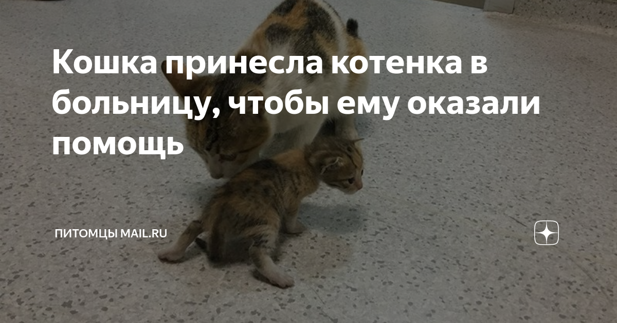 Кошка принесла котенка в больницу, чтобы ему оказали помощь | Питомцы ...