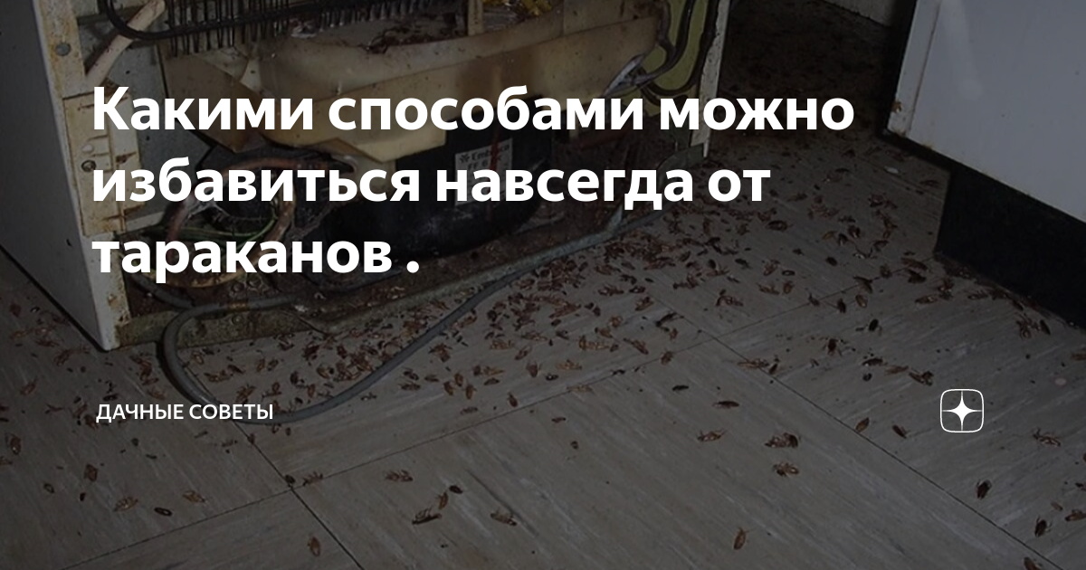 Какими способами можно избавиться навсегда от тараканов . | Дачные ...