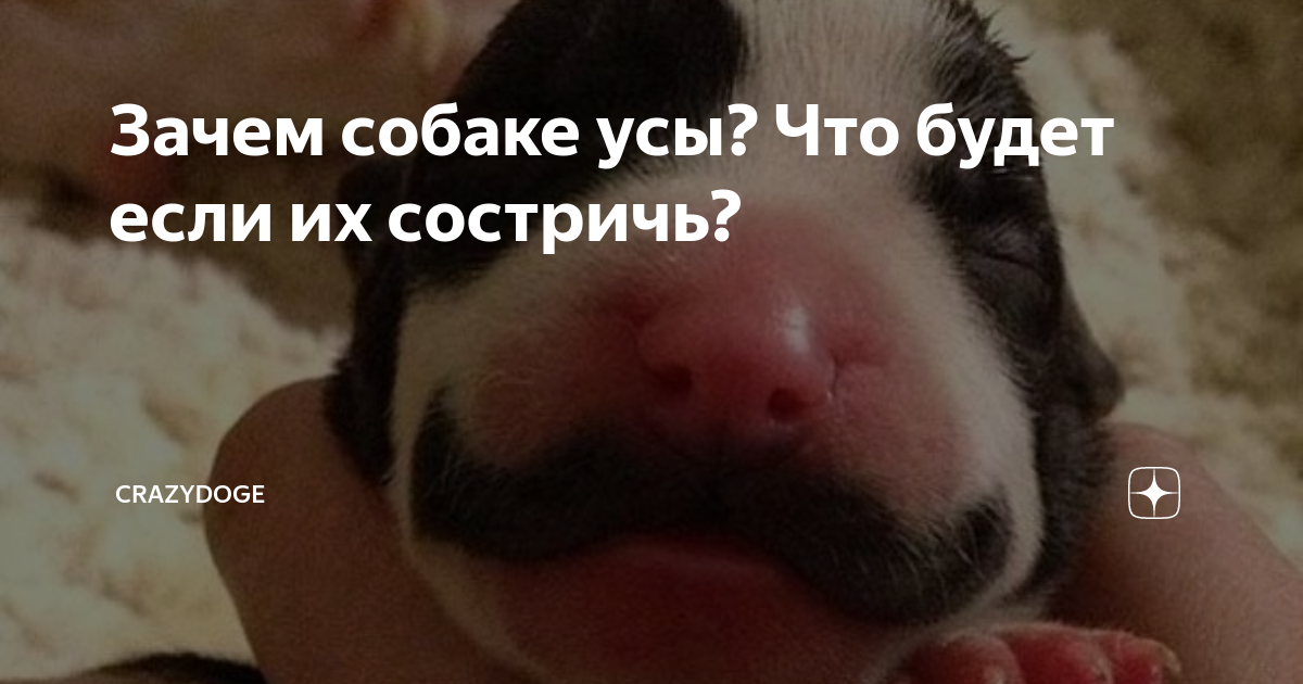 Милые собачки. Вибриссы у собак. Усы у собак фото. Усы у собак. Зачем собакам усы.