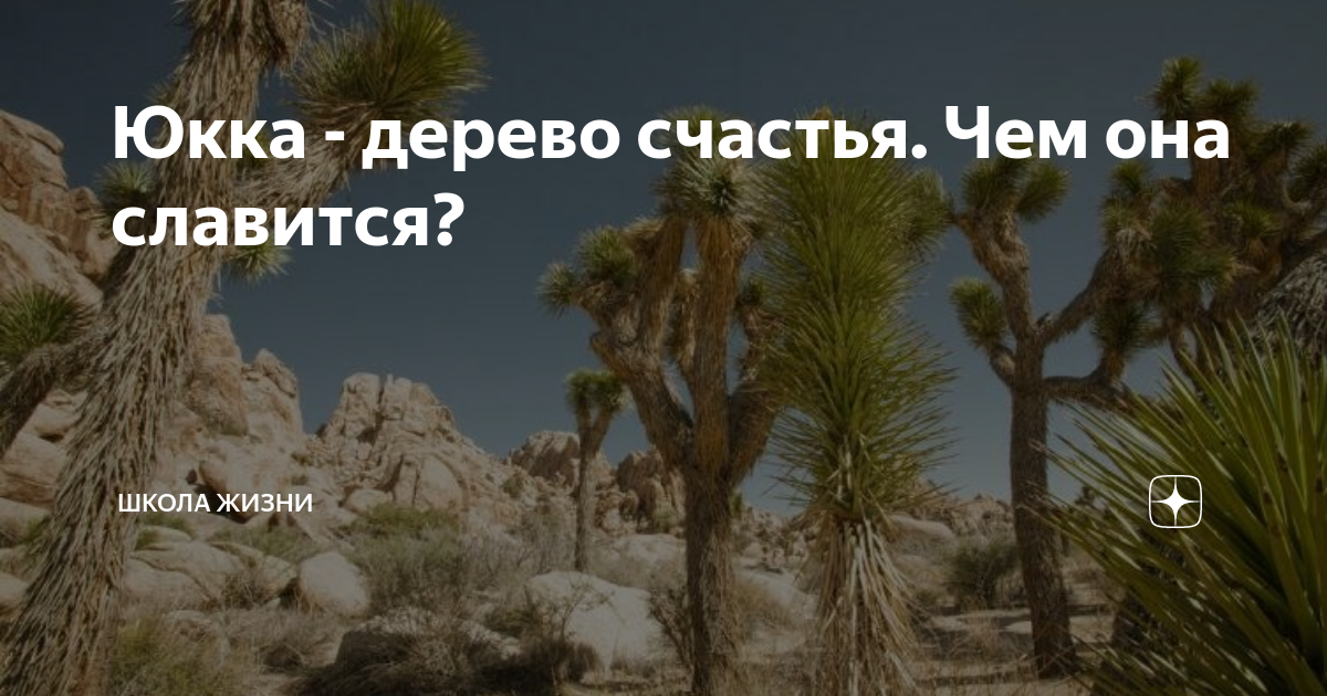 Юкка - дерево счастья. Чем она славится? | Школа Жизни | Дзен