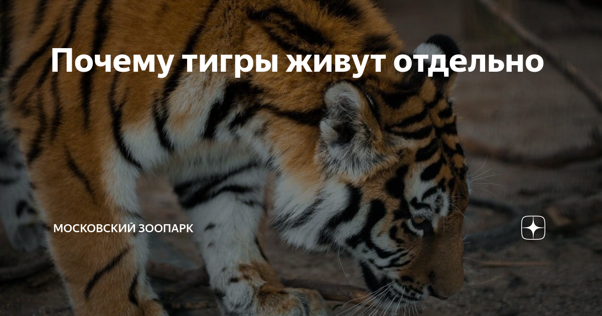 как тигры живут