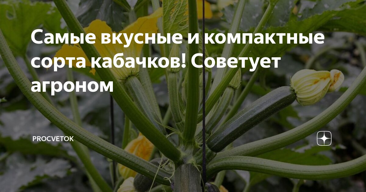 Самые вкусные и компактные сорта кабачков! Советует агроном | Procvetok ...