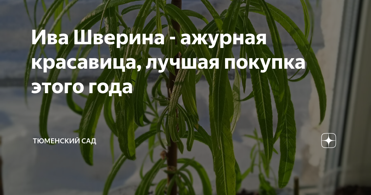 Ива Шверина - ажурная красавица, лучшая покупка этого года | Из Тюмени ...