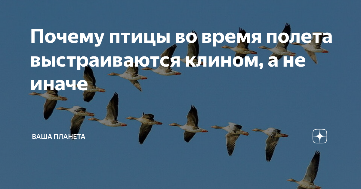 Почему птицы во время полета выстраиваются клином, а не иначе | Ваша ...