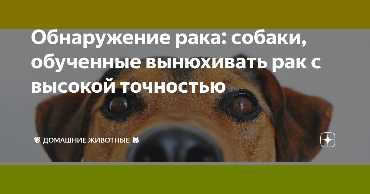 Собачьи знаки зодиака. Характеристики женщины. Характеристика рака собаки. Год собаки характеристика. Люди рожденные в год собаки характеристика мужчина.