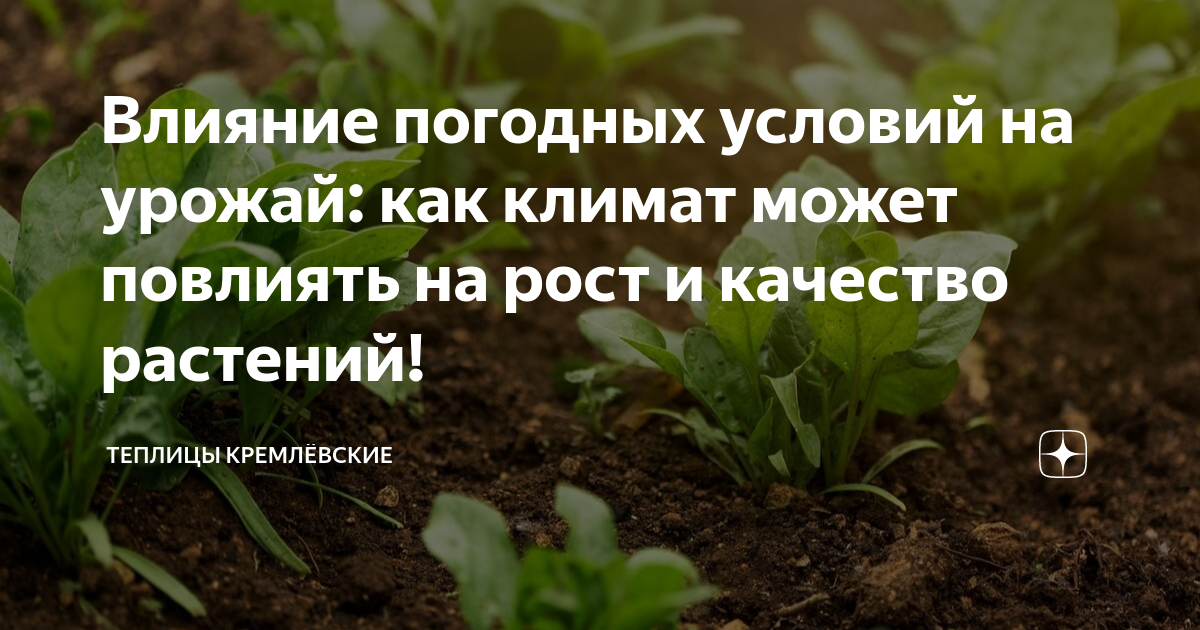 Влияние погодных условий на урожай: как климат может повлиять на рост и качество растений!