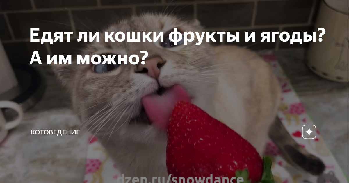 Едят ли кошки фрукты и ягоды? А им можно? | КотоВедение. Зоопсихолог ...