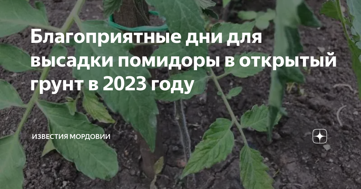 Помидоры рассада в марте 2023 года