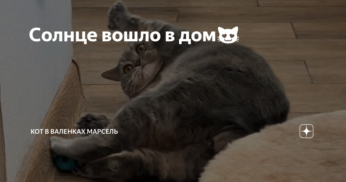 Солнце вошло в дом😻 Кот в валенках Марсель Дзен