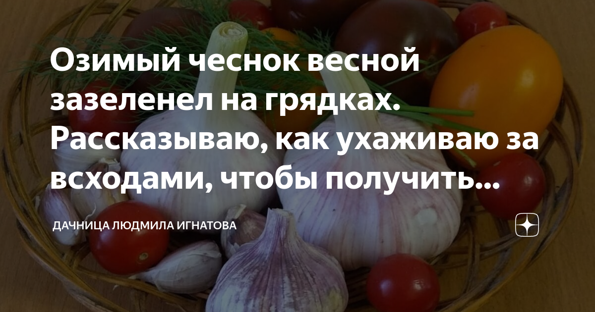 Озимый чеснок весной зазеленел на грядках. Рассказываю, как ухаживаю завсходами, чтобы получить хороший урожай