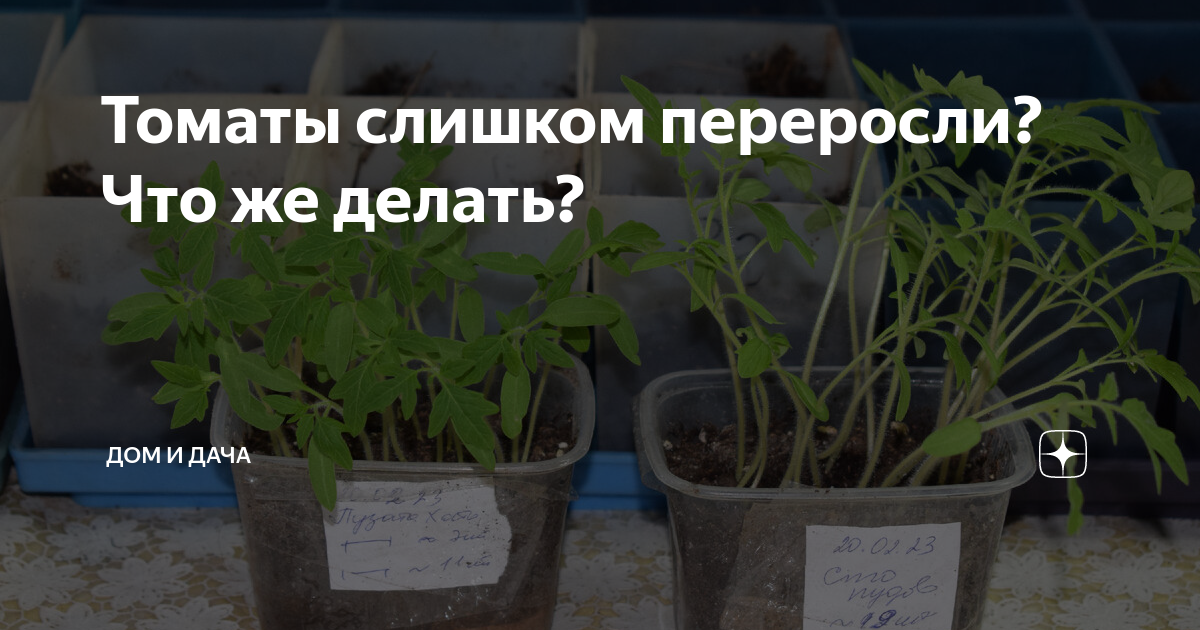 Переросла рассада помидор что делать. Переросшая рассада томатов. Рассада помидор переросла. Когда сеять помидоры на рассаду. Перелив рассады томатов признаки.