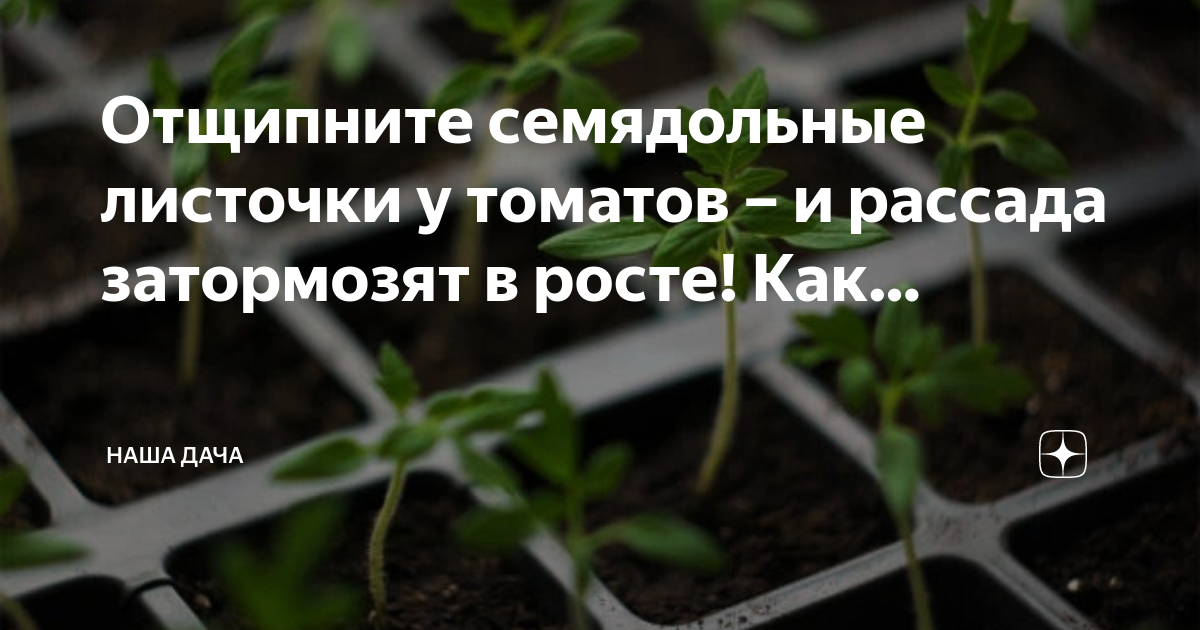 Настоящие листья у рассады томатов. Рассада помидор семядольные листья. семядольные листочки у томатов. пикировка помидор семядольные листочки. что такое семядольные листочки у рассады.