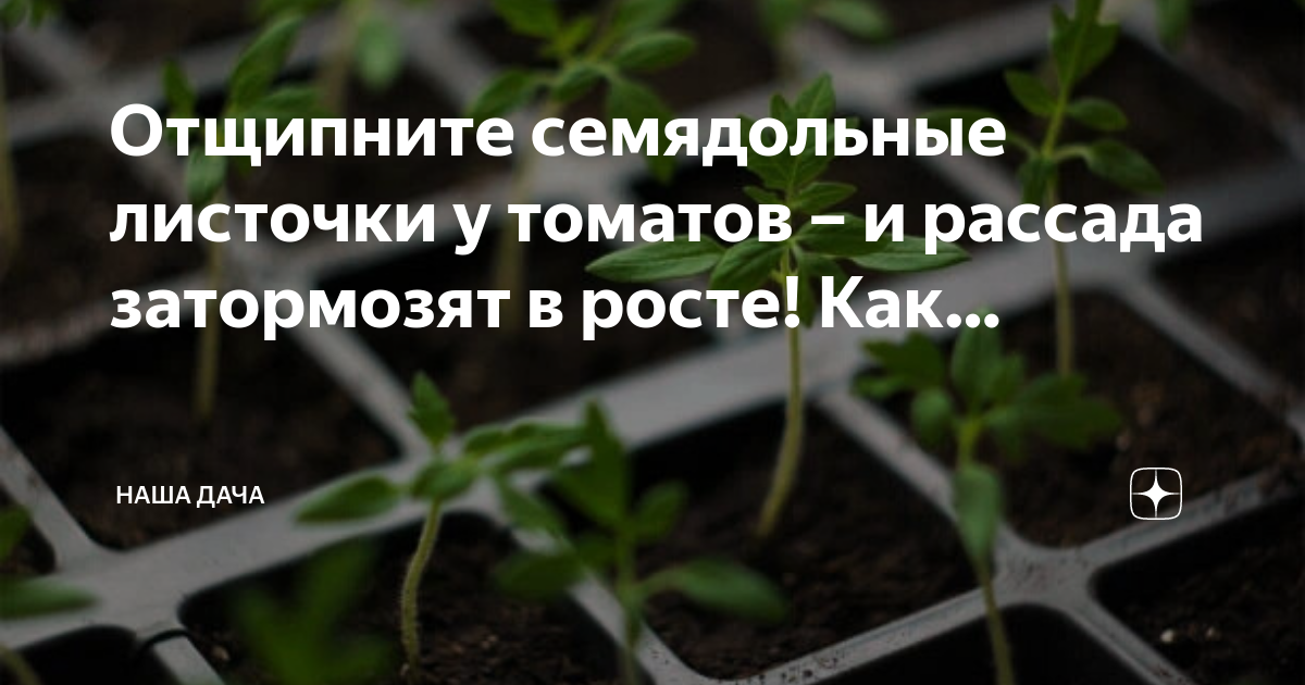 Настоящие листья у рассады томатов. Рассада помидор семядольные листья. Семядольные листочки у томатов. Пикировка помидор семядольные листочки. Что такое семядольные листочки у рассады.