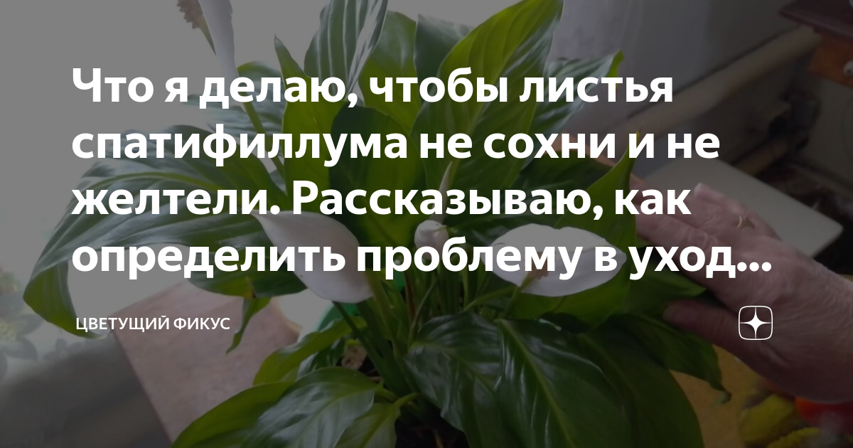 Почему листья женского счастья опустились. Спатифиллум сохнут кончики листьев. Обморожение листьев спатифиллума. Спатифиллум желтеют листья. Сухие кончики листьев у спатифиллума.