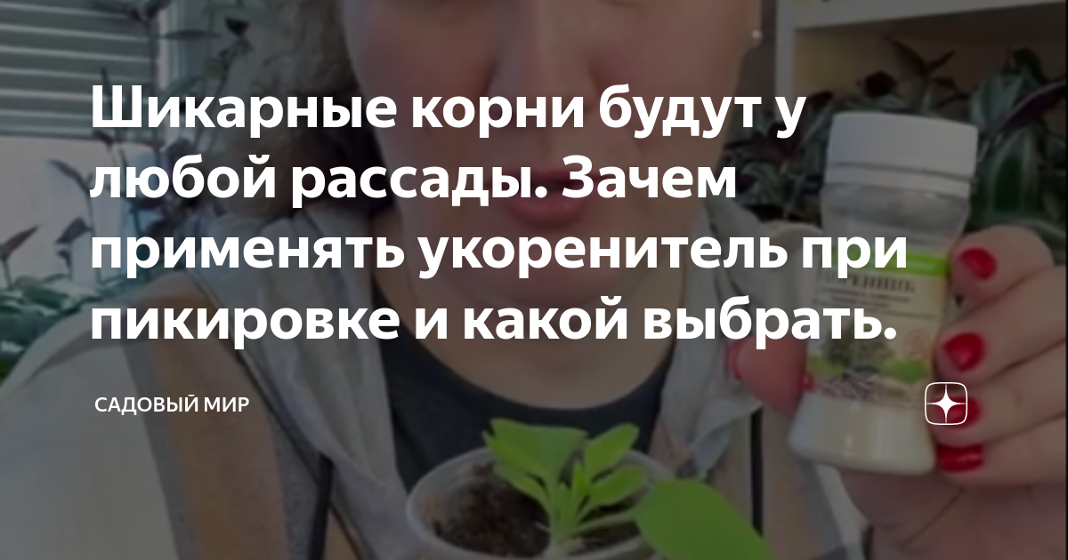 Шикарные корни будут у любой рассады. Зачем применять укоренитель при ...