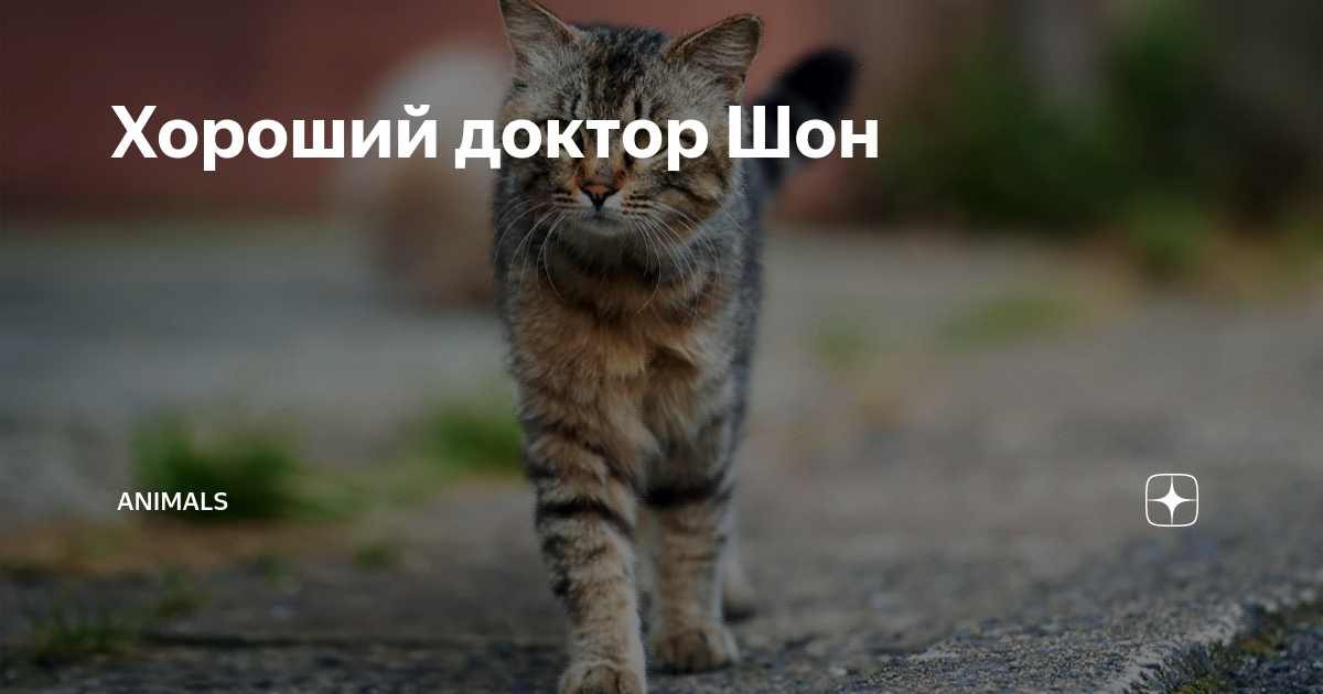 Хороший доктор Шон | Animals | Дзен