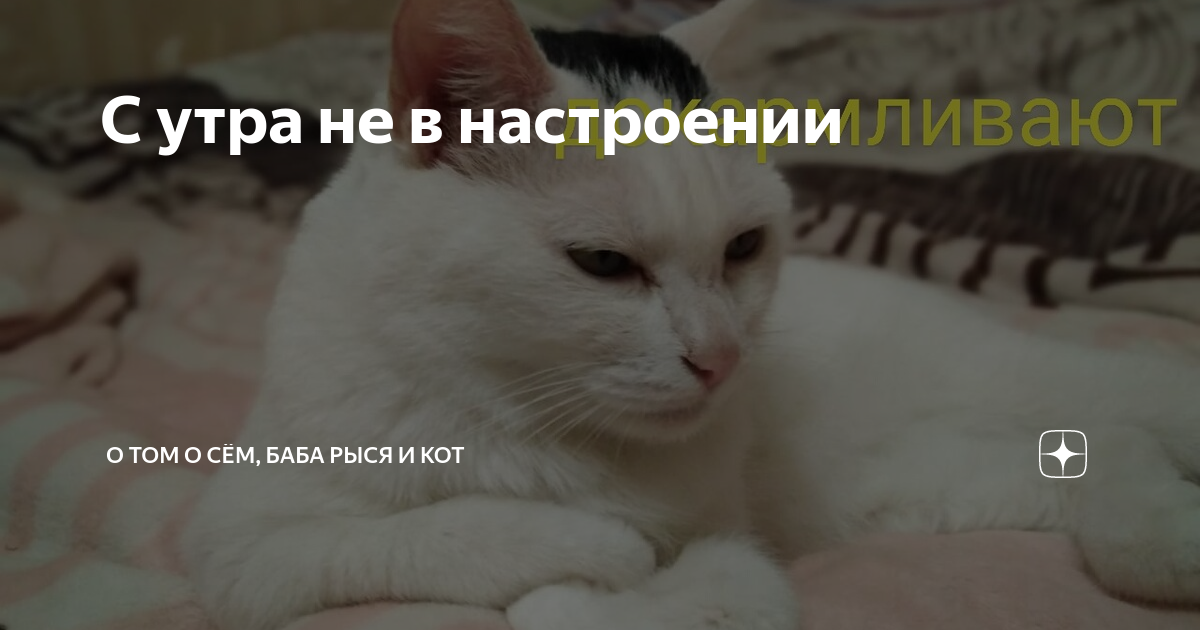 Наташа и коты дзен