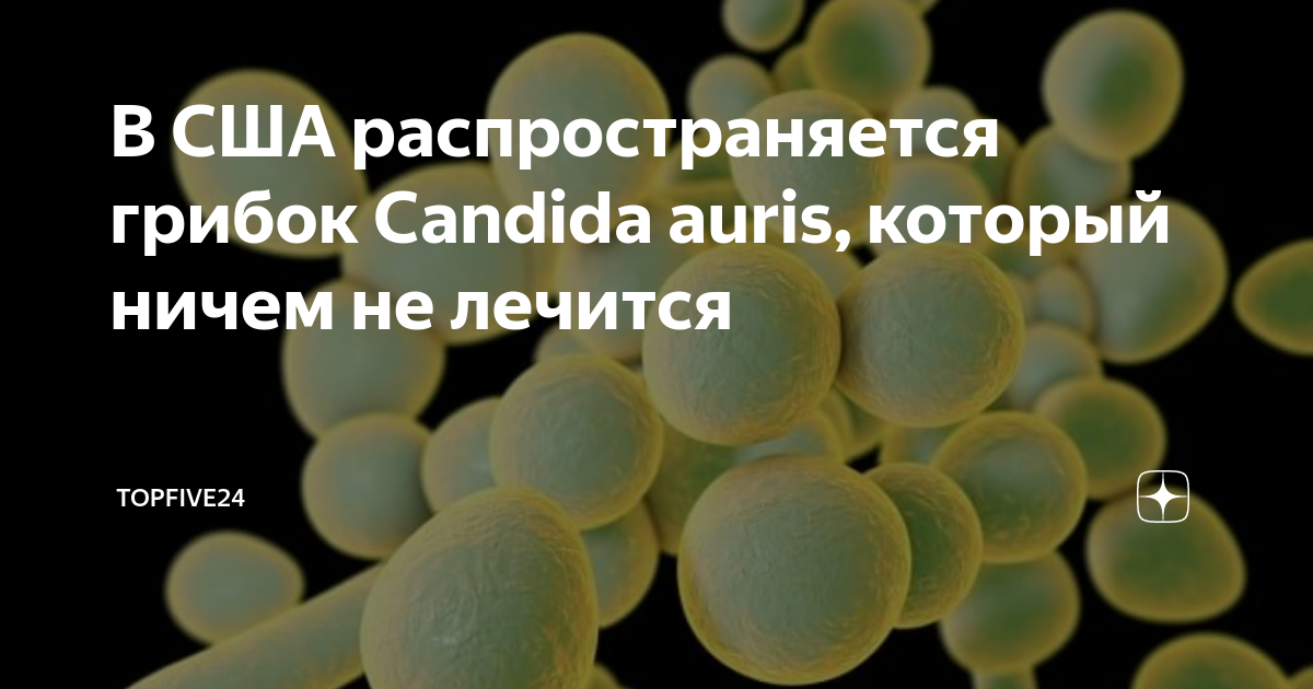 Грибы рода candida симптомы. Кандида аурис. Что такое грибковая инфекция candida. Грибок кандида отзывы. Грибок кандида отзывы.