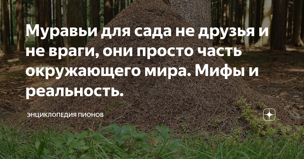 Муравьи для сада не друзья и не враги, они просто часть окружающего ...