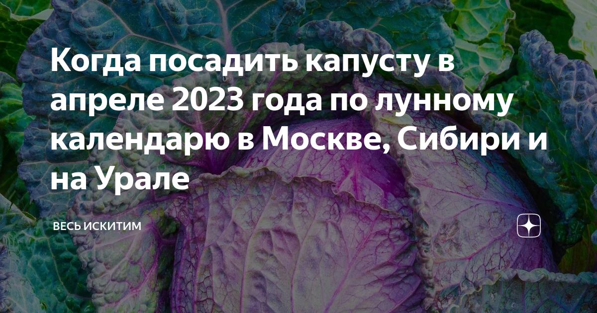 Когда посеять капусту в апреле 2024