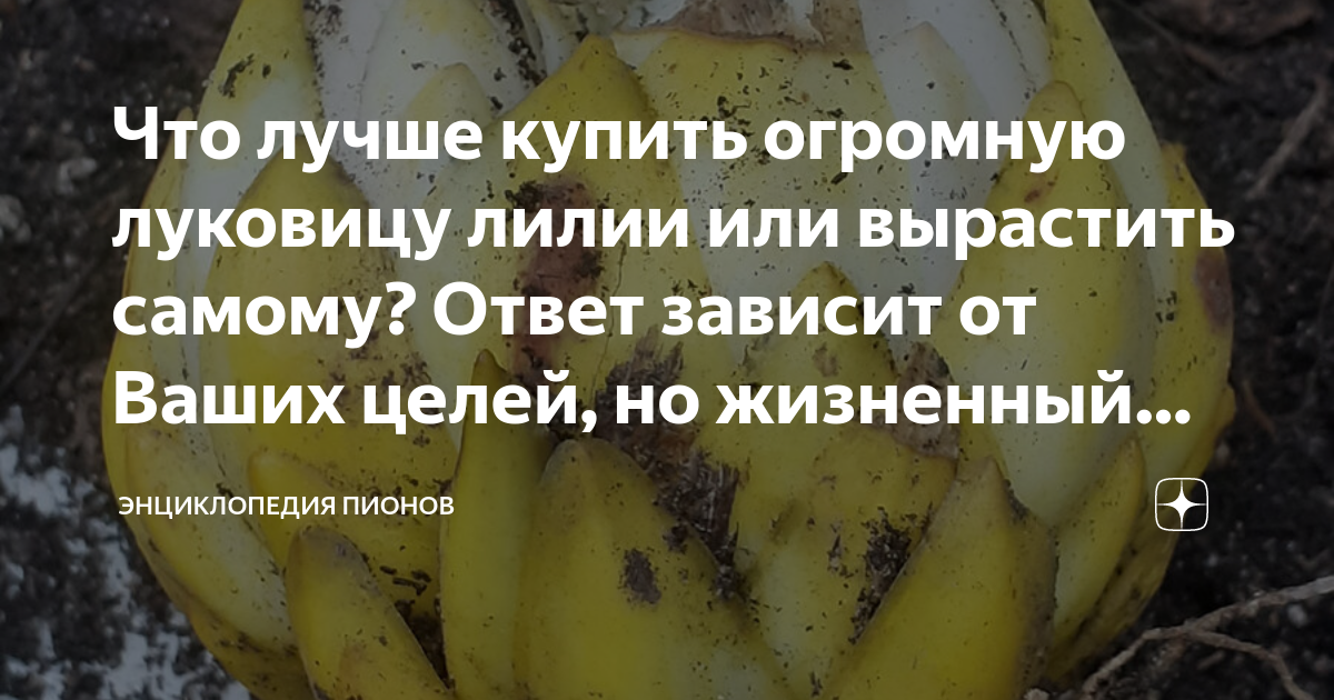 Что лучше купить огромную луковицу лилии или вырастить самому? Ответ ...