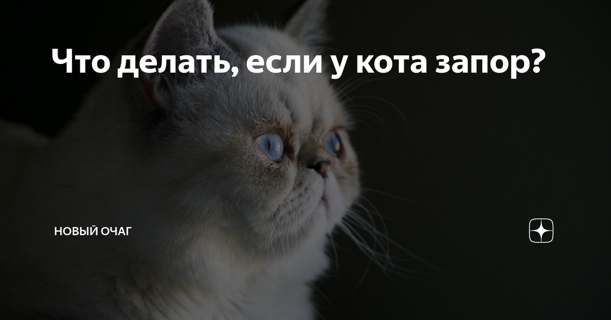 Запор у кота. Почему нельзя давать людское слабительное? - ответа на форуме taimyr-expo.ru ()