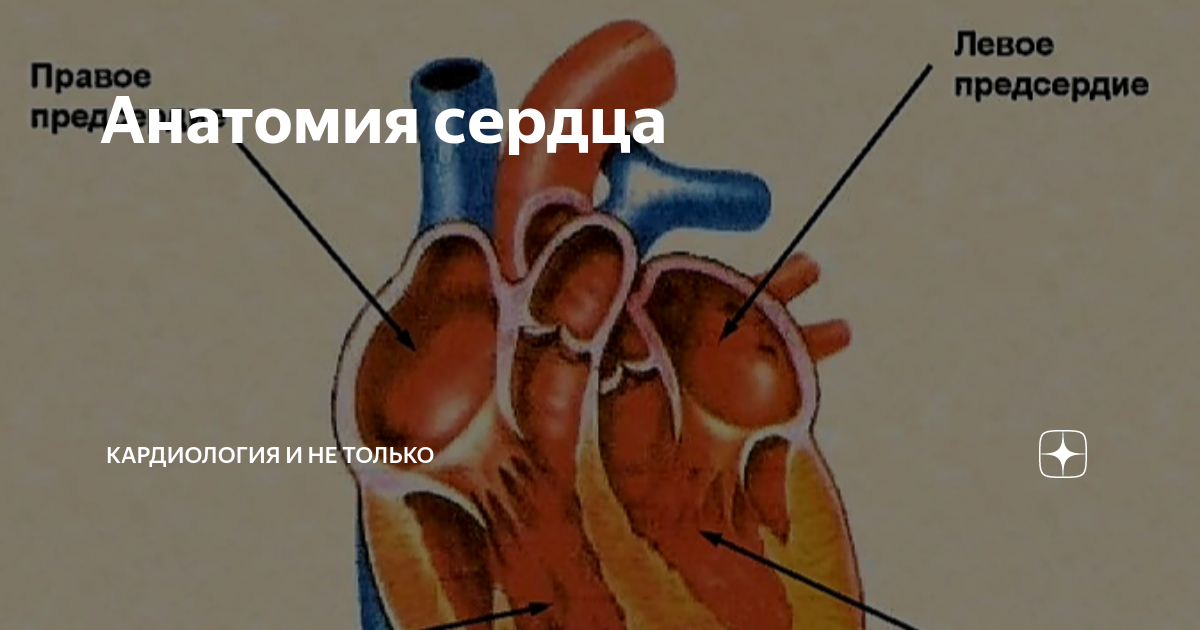Левый желудочек сердца человека имеет развитую мышечную. Левый желудочек сердца человека имеет развитую мышечную