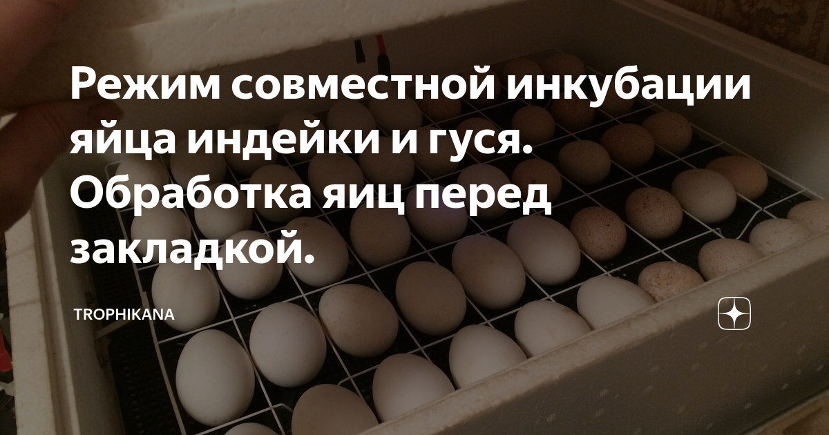 Чем обработать яйца перед закладкой в инкубатор. Инкубация индюшиных яиц. Инкубация гусиных яиц. Инкубация яиц индейки. Оценка инкубационных яиц.