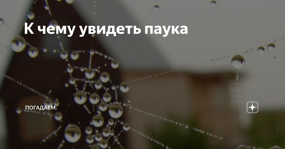 По стене ползет паук стих. Увидеть паука ночью в ванной примета. К чему увидеть паука. Как видит паук.