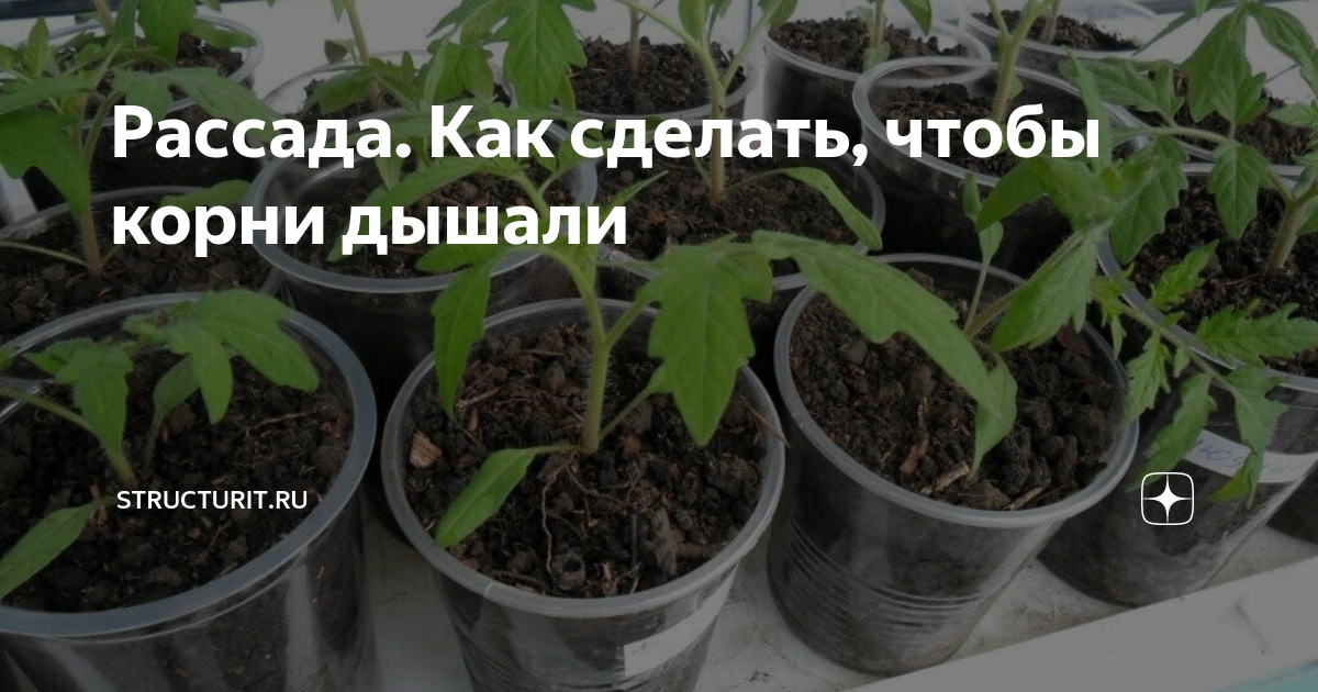 Как часто нужно поливать рассаду после пикировки. Подкармливание рассады томатов. Подкармливание рассады томатов йодом. Подкармливаем. Рассаду.помидор.после.пикировки. Подкормка рассады томатов до пикировки.