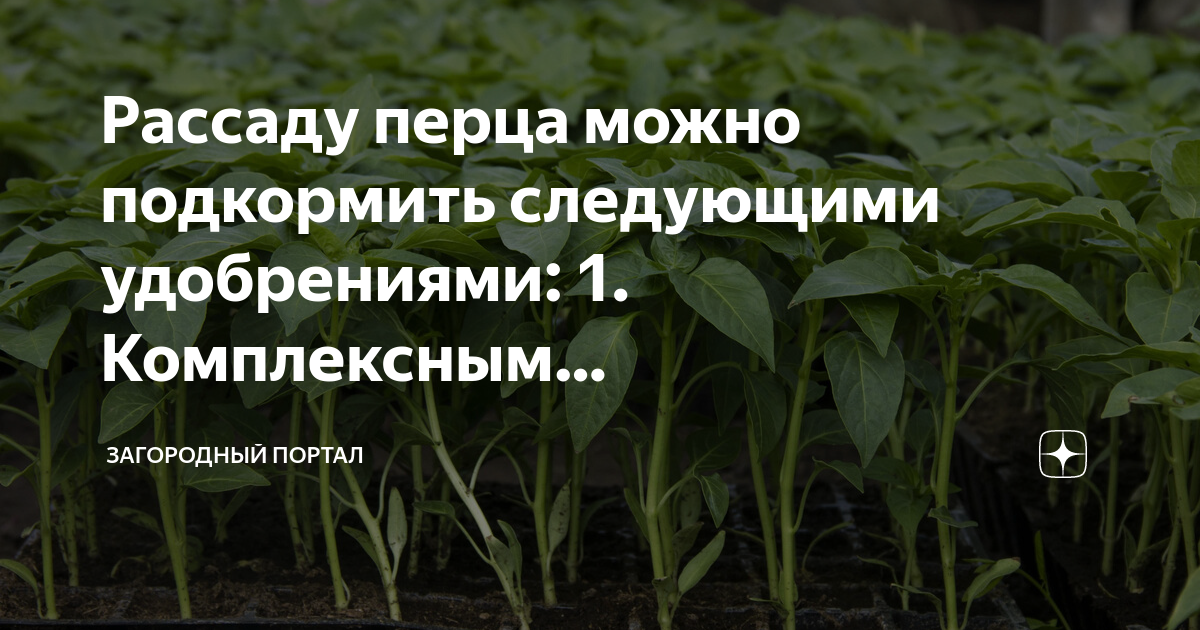 Можно ли подкормить лук куриным пометом. Рассада перца. Чем подкормить рассаду перцев