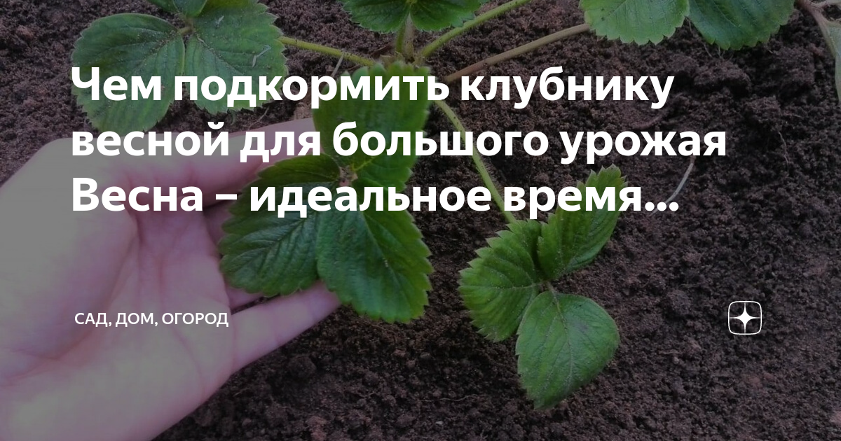 Чем в зиму подкормить клубнику в октябре. Подкормка клубники весной для большого урожая. удобряем клубнику весной. подкормка клубники ранней весной. удобрение для клубники весной.