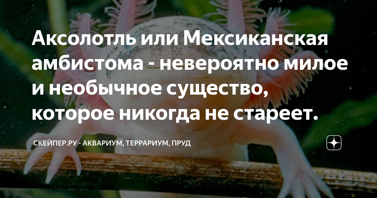 Аксолотль или Мексиканская амбистома - невероятно милое и необычное ...