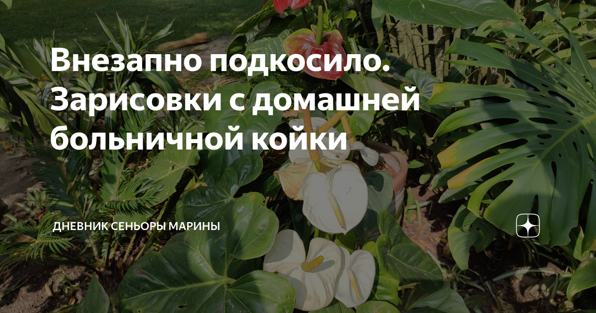 Внезапно подкосило. Зарисовки с домашней больничной койки | Дневник ...