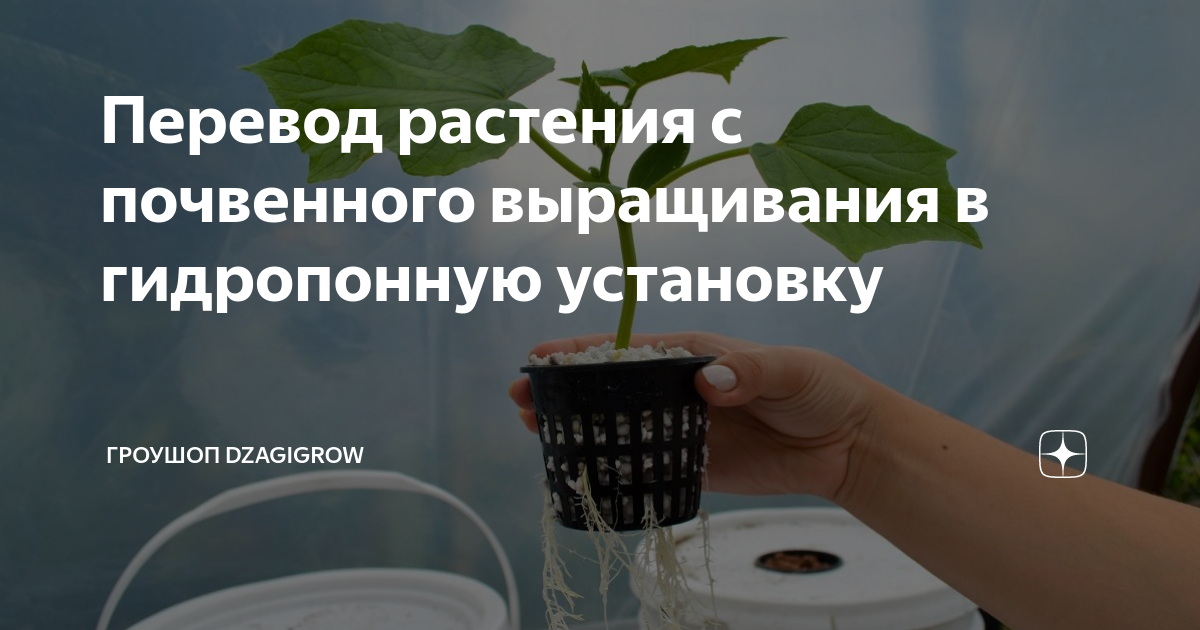 Переведи plant. Гроушоп DZAGIGROW. Успешное растение. Кто выращивает растения. Полив растений биогенной водой-.