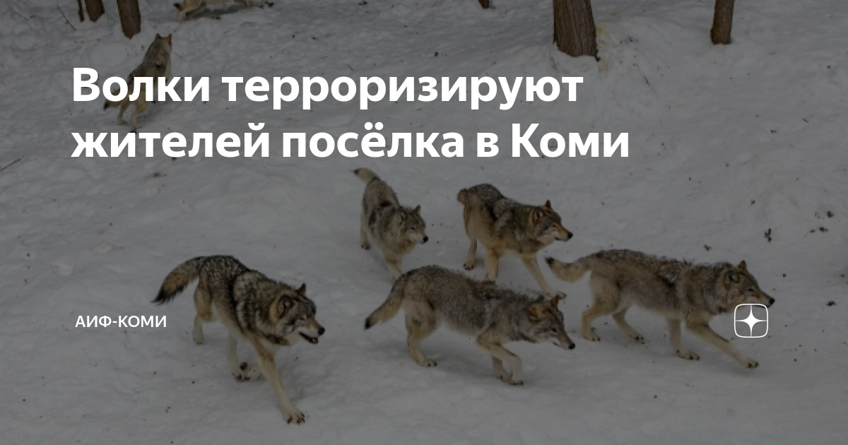Чего боятся волки больше всего. Чего боятся волки. Кого боятся волки из животных. Чего боятся волки больше всего. Почему собаки боятся волков.