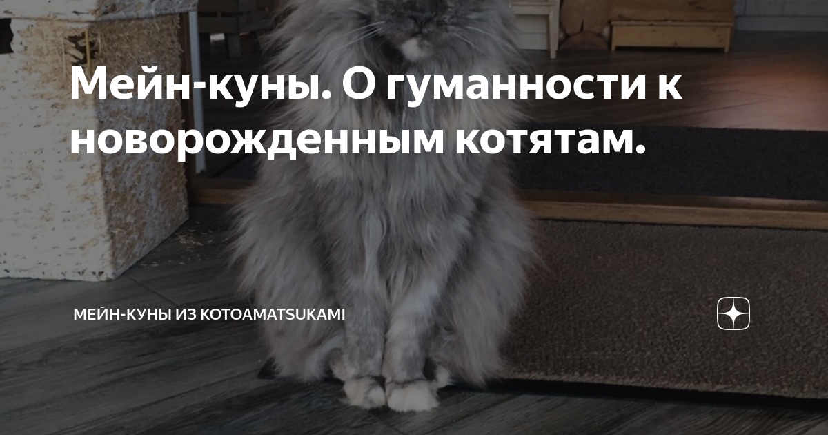 Новорожденные котята мейн кун остались без мамы. Мейн кун котята в питомнике