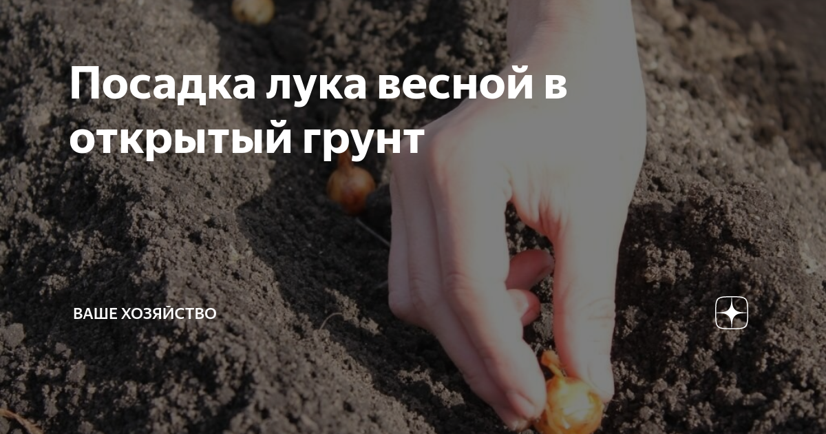 посадка лука весной в открытый грунт