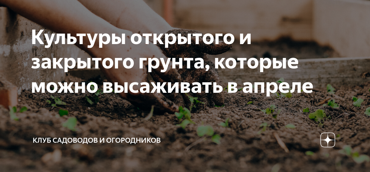 Дзен огородников. Дзен огородников. Харуки мураками токийские легенды. Газеты на грядку. Туманов огородник.