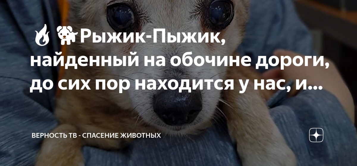 Верность тв спасение животных. Верность тв спасение животных. Верность тв спасение животных. Верность тв спасение животных. Приют в астрахани экоприют.
