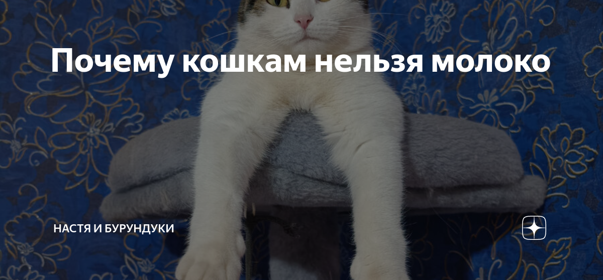 Как объяснить котенку что нельзя. Почему кошкам нельзя молоко. Почме уориентальным кошкам нельзя молоко. Что нельзя кошкам. Почему кошку нельзя поить молоком
